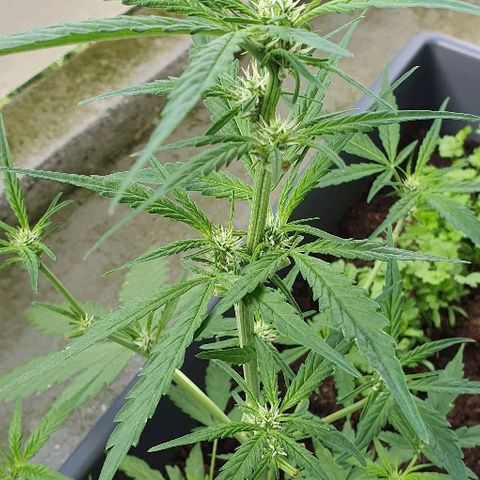 First growlog timeline photo