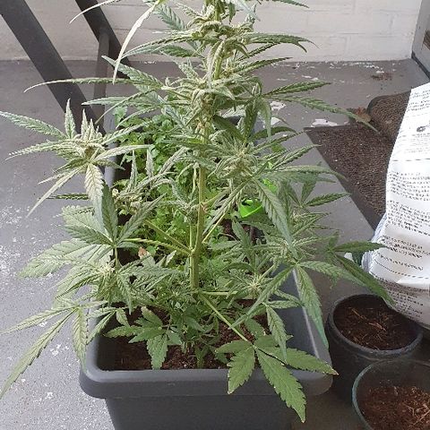 First growlog photo: Na 2 weken vakantie 