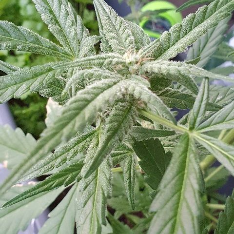 First growlog photo: Na 2 weken vakantie 