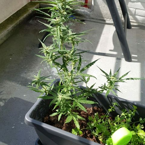 First growlog photo: Snoeien 