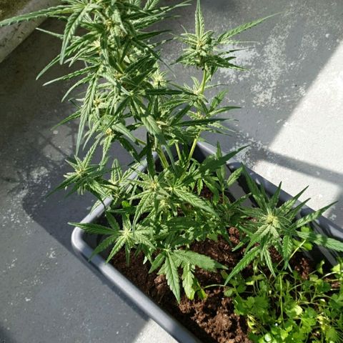 First growlog photo: Snoeien 