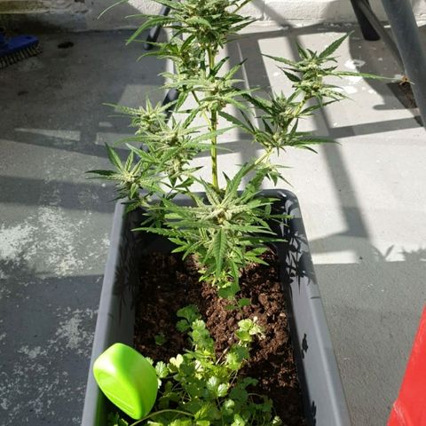 First growlog timeline photo