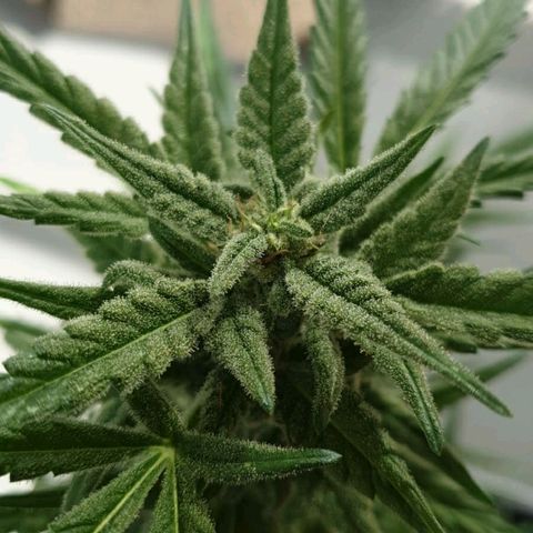 First growlog timeline photo