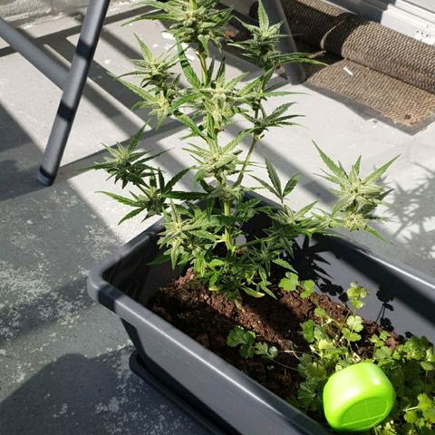 First growlog timeline photo