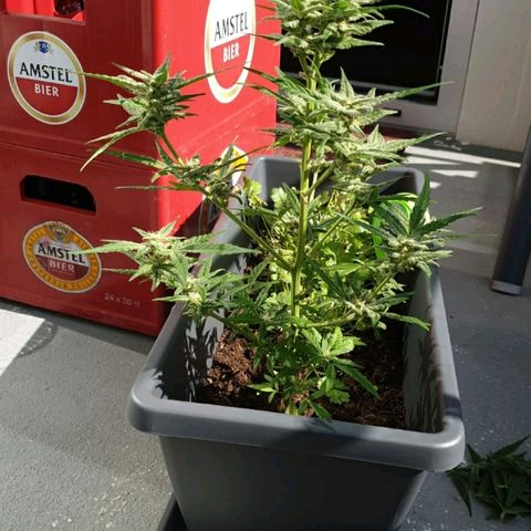 First growlog timeline photo