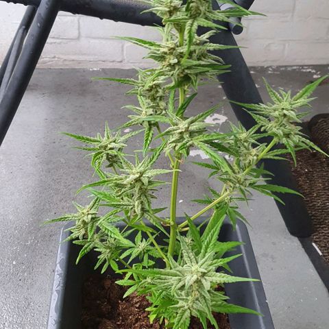 First growlog timeline photo
