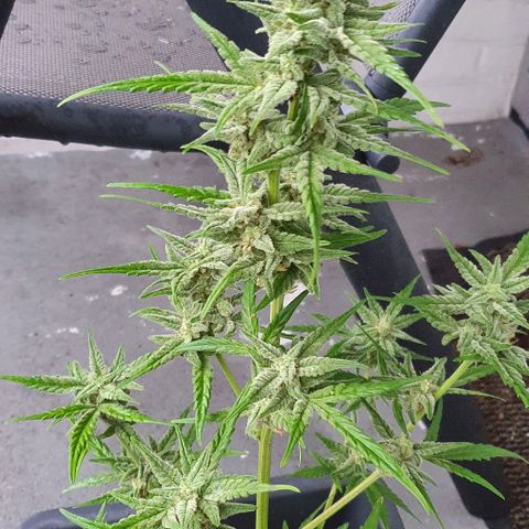First growlog timeline photo