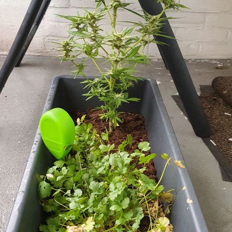 First growlog timeline photo