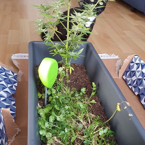 First growlog photo: Tijd om te oogsten