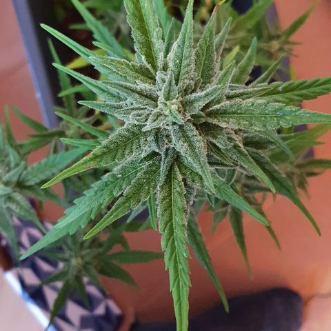 First growlog photo: Tijd om te oogsten