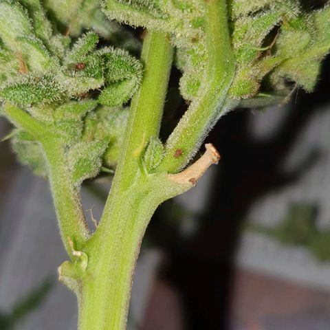 First growlog photo: Beestjes gevonden en met de hand verwijderd