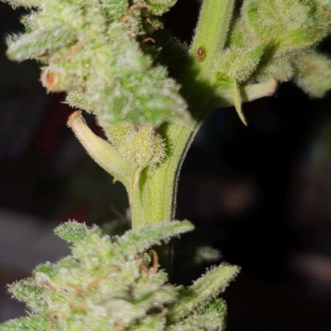 First growlog photo: Beestjes gevonden en met de hand verwijderd