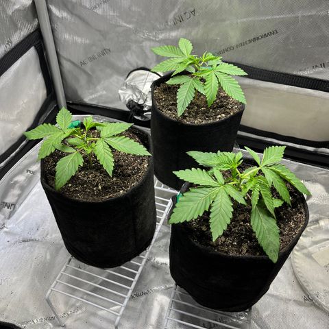 Cherrylicious #1 growlog timeline photo
