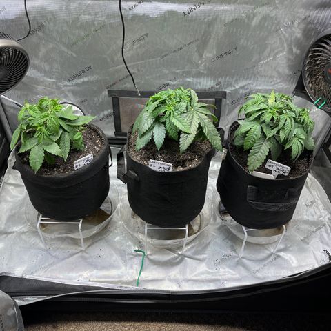 Cherrylicious #2 growlog timeline photo