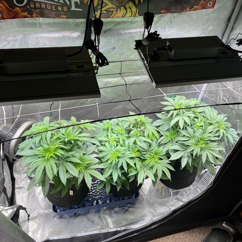 Cherrylicious #2 growlog timeline photo