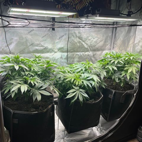 Cherrylicious #1 growlog timeline photo