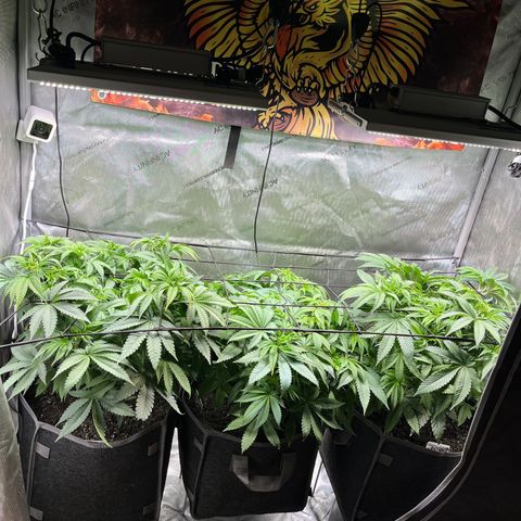 Cherrylicious #3 growlog timeline photo
