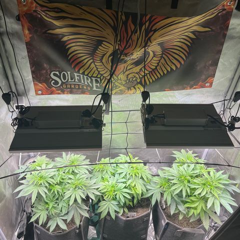 Cherrylicious #1 growlog timeline photo