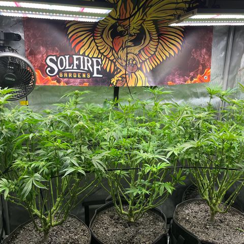 Cherrylicious #2 growlog timeline photo