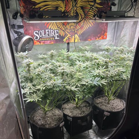 Cherrylicious #2 growlog timeline photo