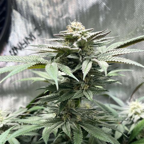 Cherrylicious #2 growlog timeline photo