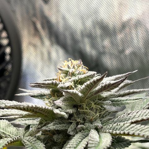 Cherrylicious #2 growlog timeline photo