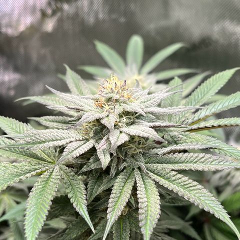 Cherrylicious #2 growlog timeline photo