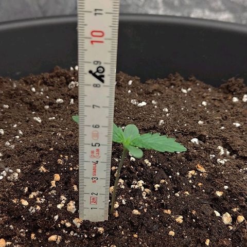Wedding Cake 1 growlog timeline photo