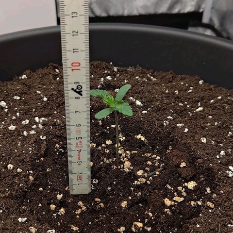 Wedding Cake 2 growlog timeline photo