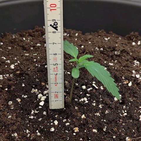 Wedding Cake 1 growlog timeline photo