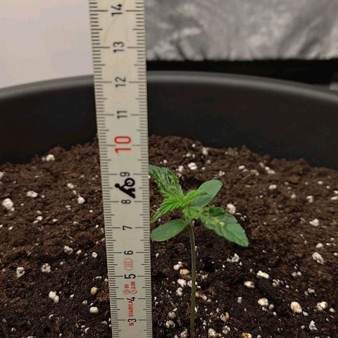Wedding Cake 2 growlog timeline photo