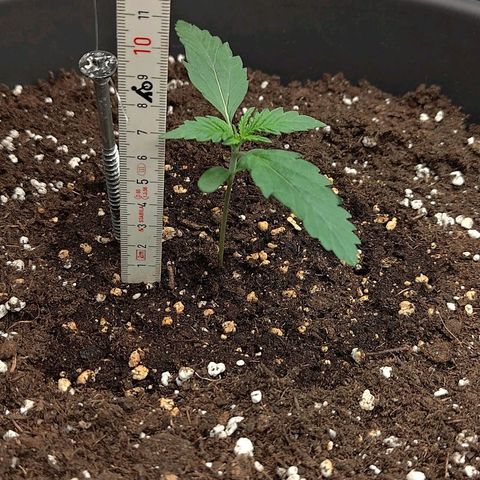 Wedding Cake 1 growlog timeline photo