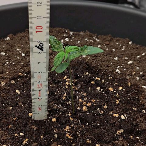 Wedding Cake 2 growlog timeline photo