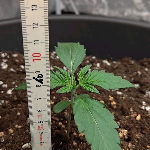 Wedding Cake 1 growlog timeline photo