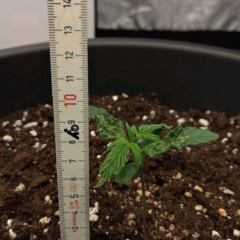 Wedding Cake 2 growlog timeline photo