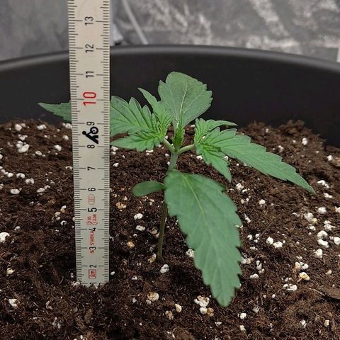 Wedding Cake 1 growlog timeline photo