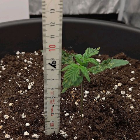 Wedding Cake 2 growlog timeline photo