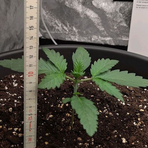 Wedding Cake 1 growlog timeline photo