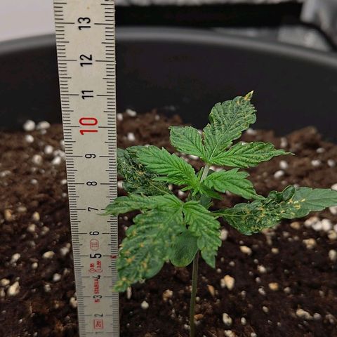 Wedding Cake 2 growlog timeline photo