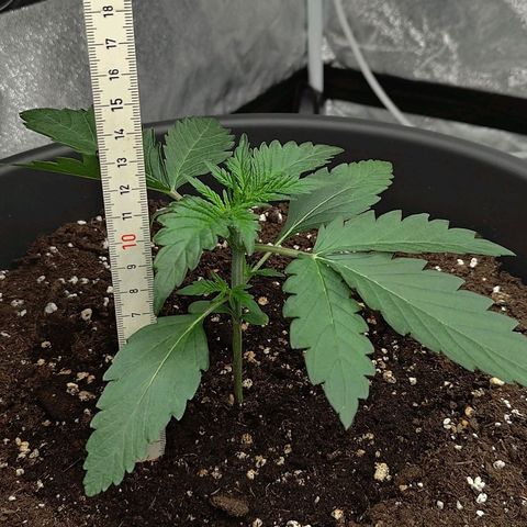 Wedding Cake 1 growlog timeline photo