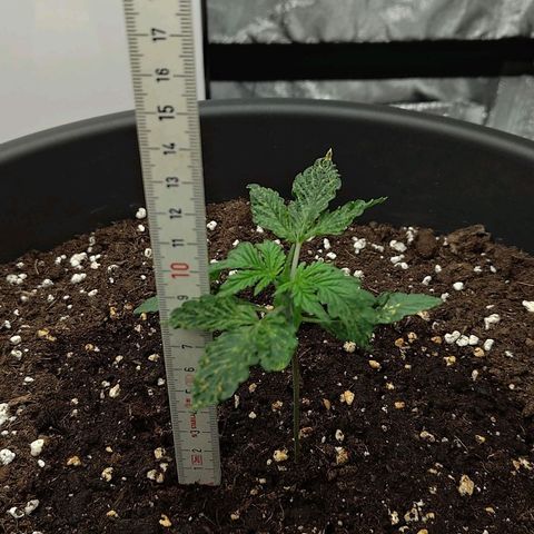 Wedding Cake 2 growlog timeline photo