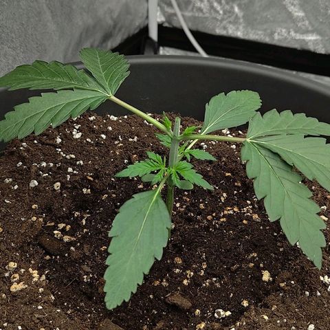 Wedding Cake 1 growlog timeline photo