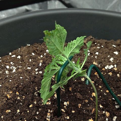 Wedding Cake 2 growlog timeline photo