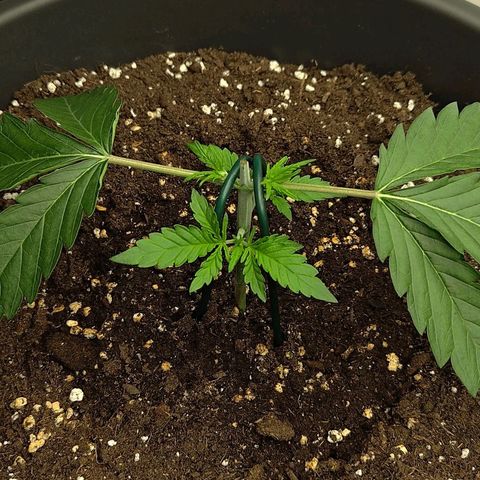Wedding Cake 1 growlog timeline photo