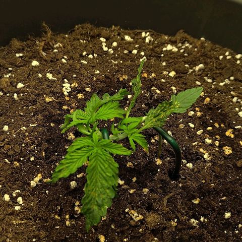 Wedding Cake 2 growlog timeline photo