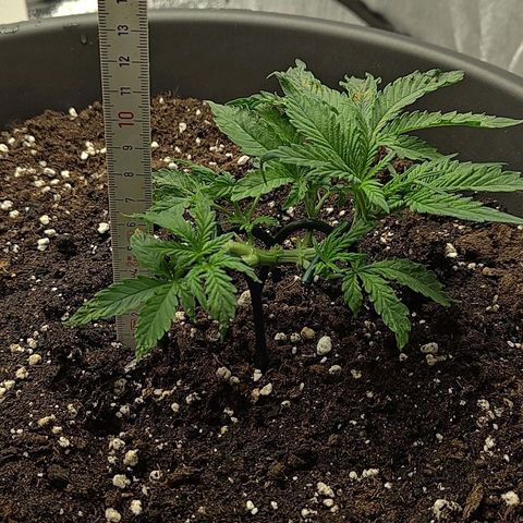 Wedding Cake 2 growlog timeline photo