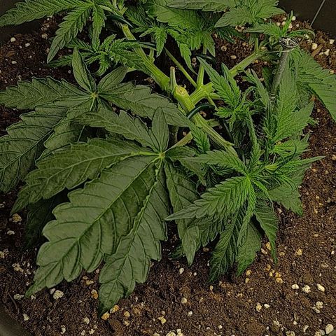 Wedding Cake 1 growlog timeline photo
