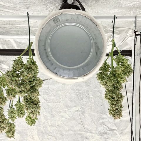 Wedding Cake 1 growlog photo: Wetcut, Licht bleibt an