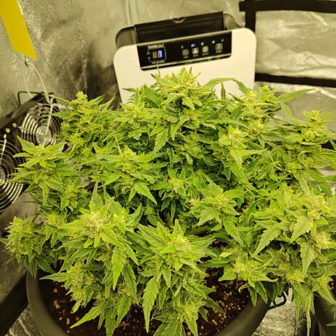 Wedding Cake 2 growlog timeline photo