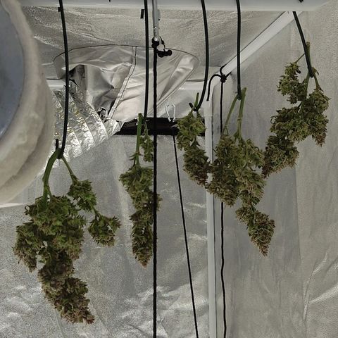 Wedding Cake 2 growlog timeline photo